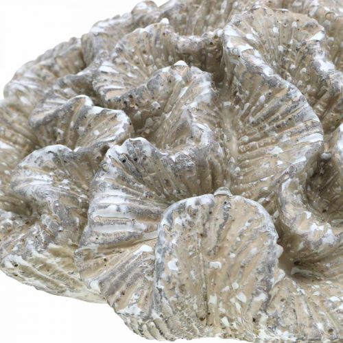 Artikel Maritim dekoration koral beige hvid kunstig polyresin 23x20cm