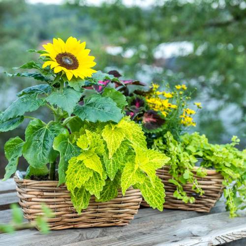 Artikel Kurvekasse lavet af skrællet pil i naturfarvet blomsterkassesæt med 2 stk