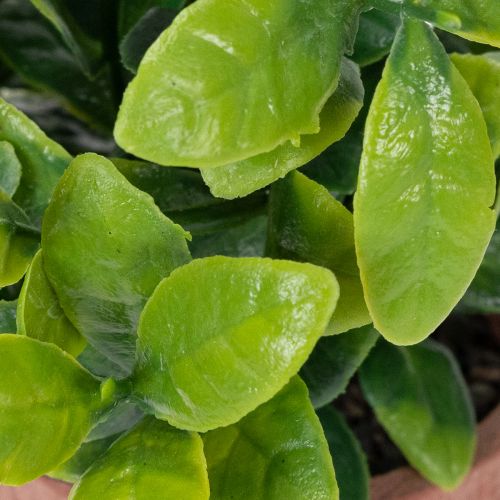 Artikel Kunstig plante i en urtepotte med realistisk tekstur til indendørs brug og dekoration, 18 cm, 3 stk.