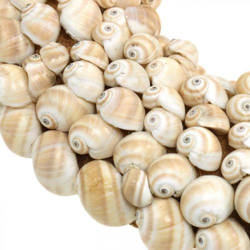 Floristik24 Sneglekrans, maritim dekoration, naturlige Mattukansnegle naturlige farver Ø39,5cm