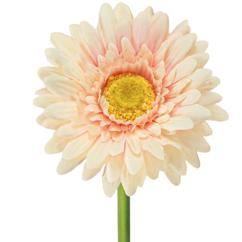 Kunstige blomster Gerbera Abrikos 47cm
