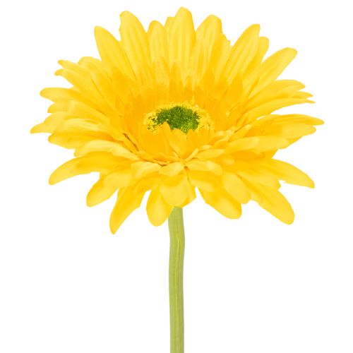 Kunstige Gerberablomster, Solgul, Haveblomst, 47 cm, 6 stk. købe | Floristik24.dk