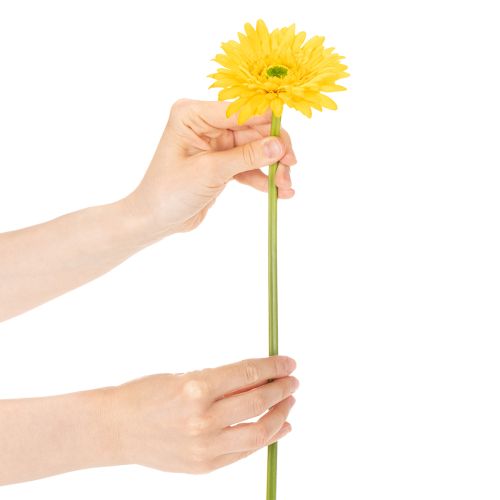 Kunstige Gerberablomster, Solgul, Haveblomst, 47 cm, 6 stk. | Floristik24.dk
