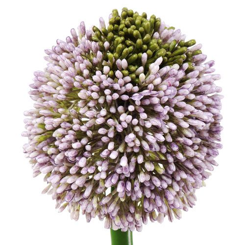 Artikel Kunstige blomster Allium Lilla Ø10cm L65cm