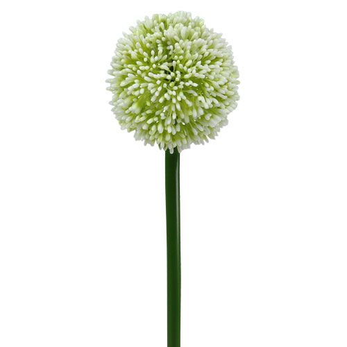 Floristik24 Kunstig allium hvid Ø10cm L65cm
