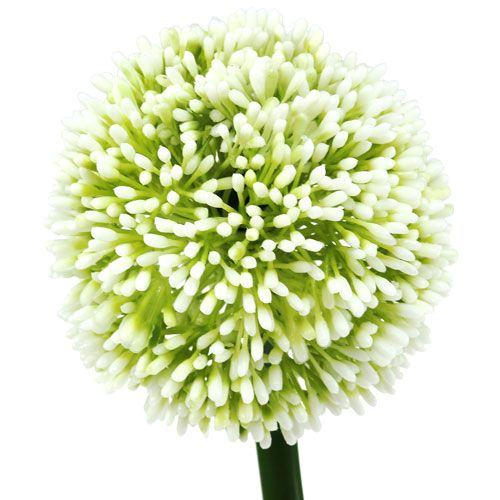 Floristik24 Kunstig allium hvid Ø10cm L65cm