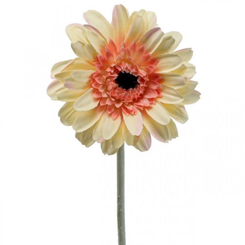 Artikel Kunstig gerbera blomst kunstig blomst abrikos Ø11cm L50cm