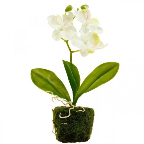 Kunstige orkideer Kunstig blomsterorkidé hvid 20cm