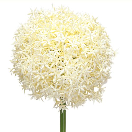 Artikel Kunstig Allium Cremehvid Prydløg Ø18cm L90cm