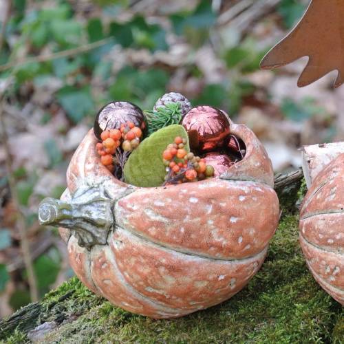 Floristik24 Græskar til plantning Orange 19×15×16cm
