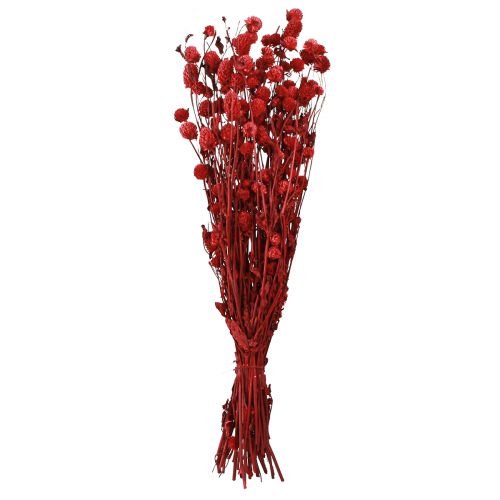 Artikel Globe amaranth Gomphrena Globosa i mørkerød L45cm 100g
