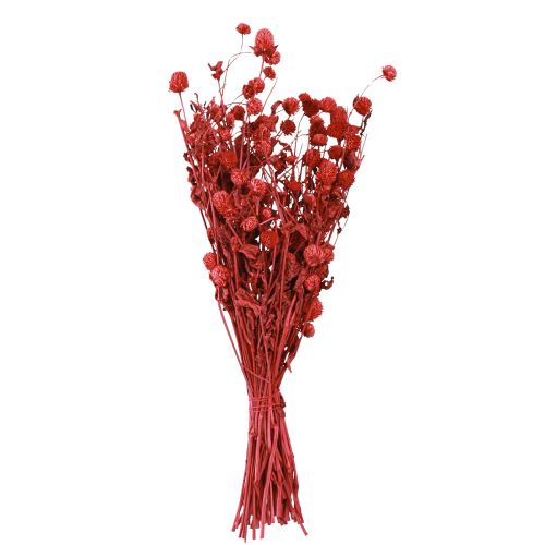 Artikel Globe amaranth Gomphrena Globosa lys rød L45cm 100g