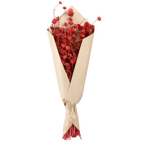 Artikel Globe amaranth Gomphrena Globosa lys rød L45cm 100g
