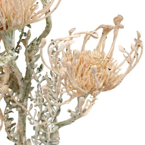 Floristik24 Kunstige blomster, Nålepudeblomst, Leucospermum, Proteaceae Vasket Hvid L58cm 3 stk.