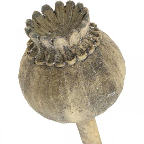 Kunststen dekoration valmue antik dekoration brun Ø13cm L37,5cm