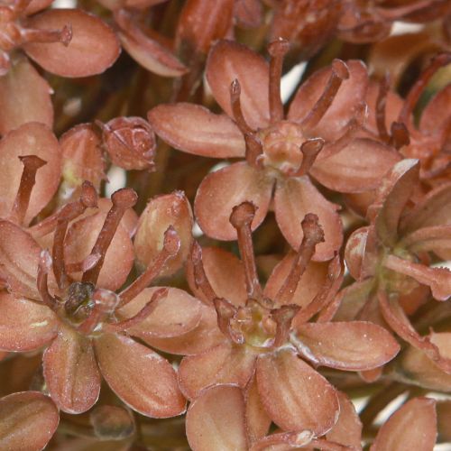 Artikel Kunstig gren efterårsdekoration blomstergren brun rød 45 cm 2 stk.