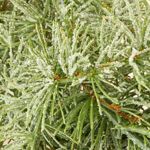 Artikel Dekorativ lærketræsgirlande til stemningsfuldt rumdesign, 250 cm