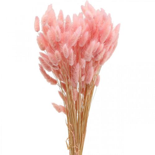 Floristik24 Lagurus tørret harehale græs lys pink 65-70cm 100g