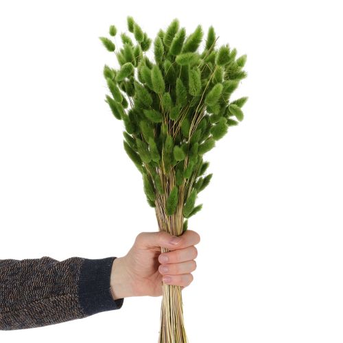 Artikel Tørret Lagurus (Harehalegræs) 65-70 cm 100 g