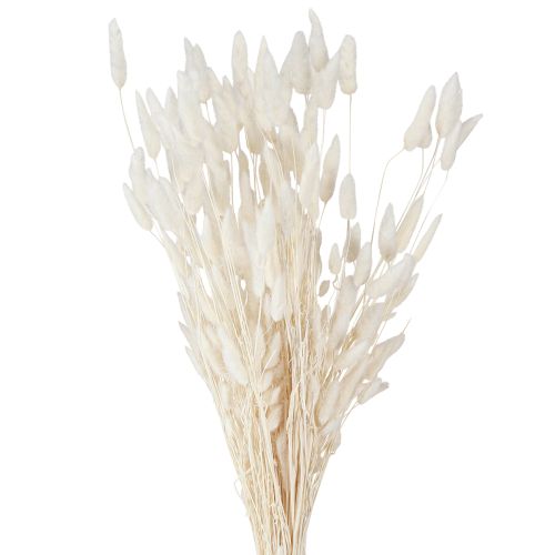 Artikel Tørrede blomster Lagurus Natural – fluffy kaninhalegræs i cremehvid 55-70 cm 100 g