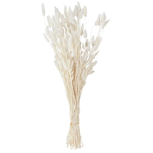 Floristik24 Tørrede blomster Lagurus Natural – fluffy kaninhalegræs i cremehvid 55-70 cm 100 g