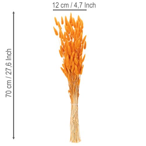 Lagurus-bundt af fløjlsgræs, tørret, 70 cm, 100 g | Floristik24.dk