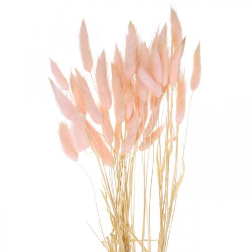 Floristik24 Dekorativ græspink, Lagurus, naturlig dekoration, tørblomstret L45–50cm 30 stk.