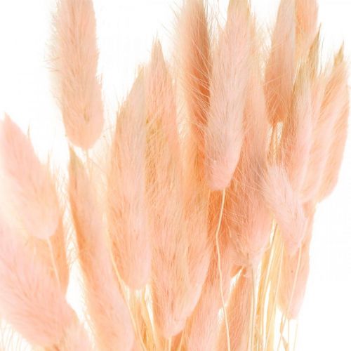 Floristik24 Dekorativ græspink, Lagurus, naturlig dekoration, tørblomstret L45–50cm 30 stk.