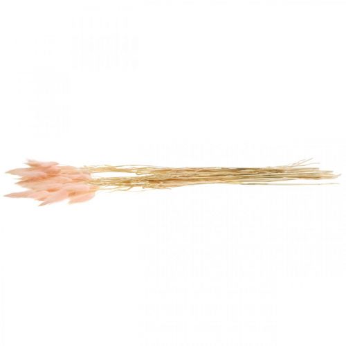 Floristik24 Dekorativ græspink, Lagurus, naturlig dekoration, tørblomstret L45–50cm 30 stk.