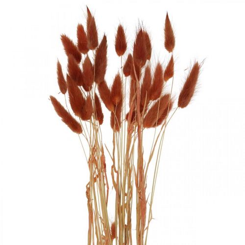 Floristik24 Tørt græs rustrødt, naturligt dekoration, lagurus, tørblomstret L45–50cm 30p