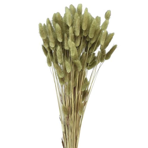 Artikel Lagurus Tørret Kaninhale Græs Oliven 65-70cm 100g