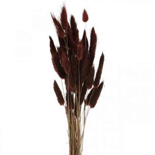 Tør blomsterdekoration, dekorativt græs, Lagurus Brown L35–50cm 25g