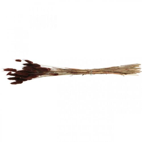 Artikel Tør blomsterdekoration, dekorativt græs, Lagurus Brown L35–50cm 25g