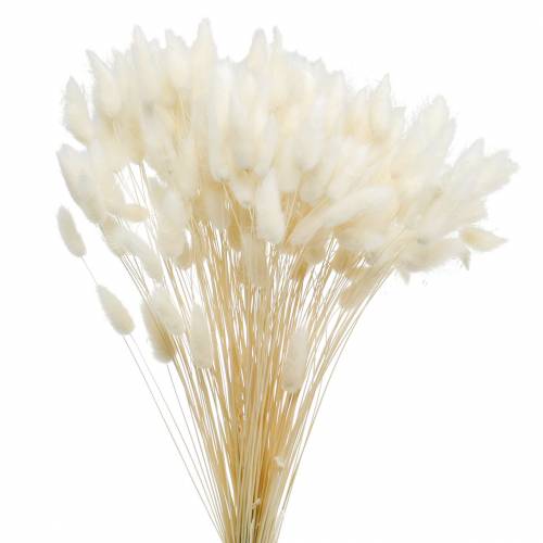 Floristik24 Tørret Flower Lagurus Lampe Rengøring Græs Bleget 100g