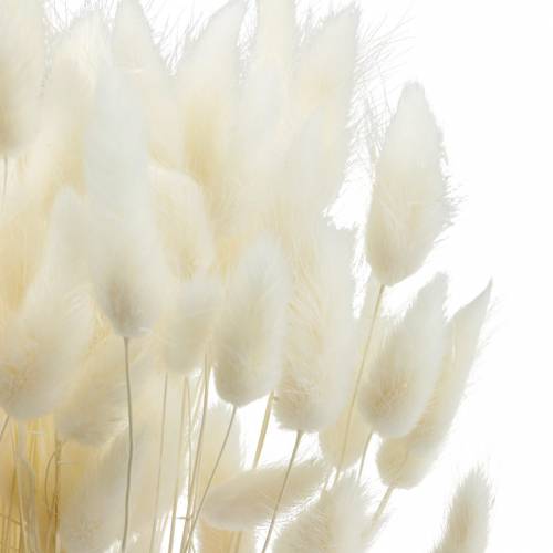 Floristik24 Tørret Flower Lagurus Lampe Rengøring Græs Bleget 100g