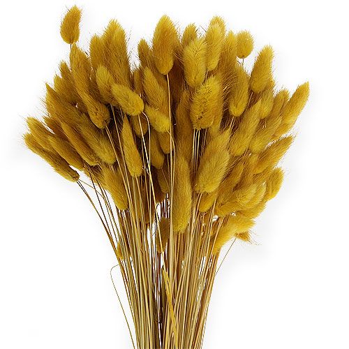 Artikel Dekorativ græs gylden gul Lagurus 100gr