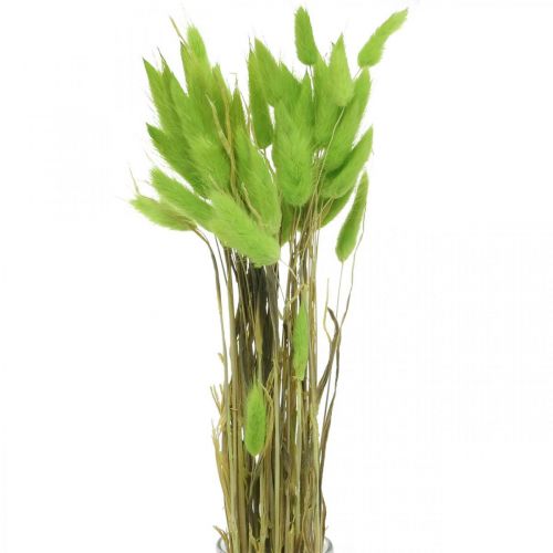 Fløjlsgræsgrøn, lagurus, tør dekoration, tørret sødt græs L18-50cm 25g