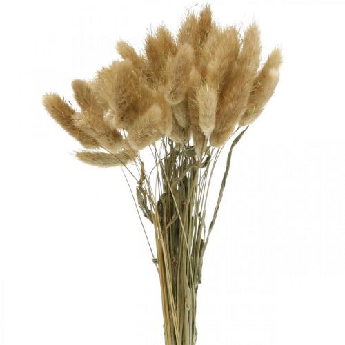 Lagurus ovatus, Pennisetum Grass, Velvet Grass Natural Light Brown L40–50cm 30g