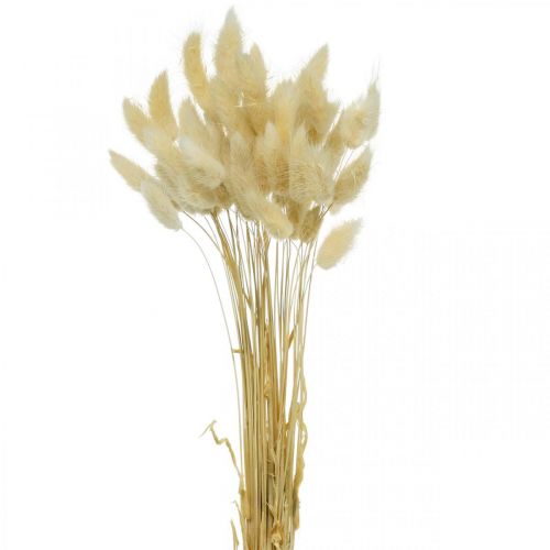 Dekorativt græs, bleget sødt græs, Lagurus ovatus, fløjlsgræs L40–55cm 25g
