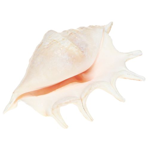 Artikel Lambis Søsnegl Naturlig Dekoration 14cm 10 stk