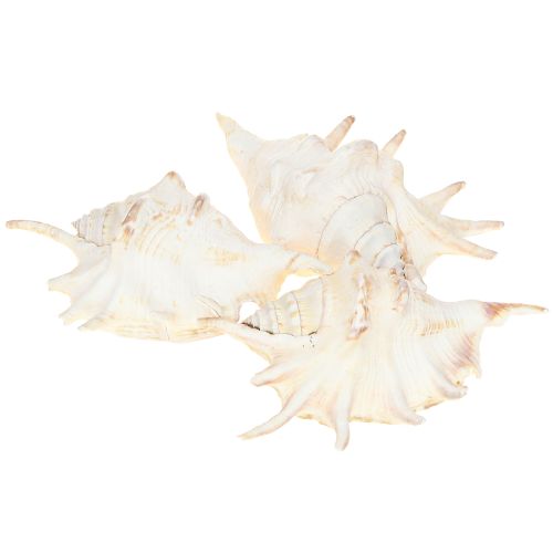 Artikel Lambis Søsnegl Naturlig Dekoration 14cm 10 stk