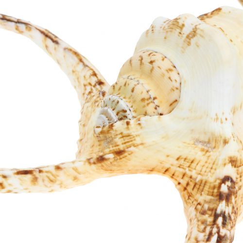 Floristik24 Lambis havsnegl natur 22cm