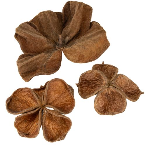 Floristik24 Landlotus Natur 50 stk.