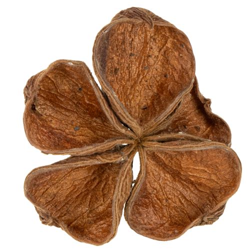 Artikel Landlotus Natur 50 stk.