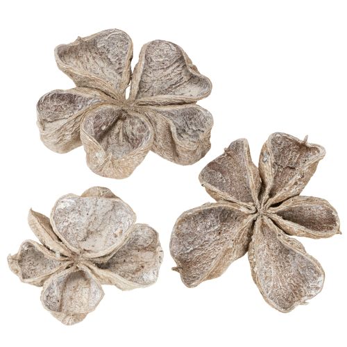 Floristik24 Landlotus Hvidvasket 6-12cm 50 stk