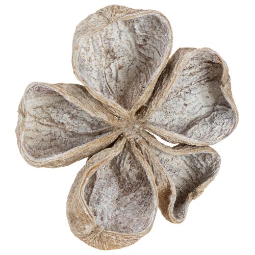 Floristik24 Landlotus Hvidvasket 6-12cm 50 stk