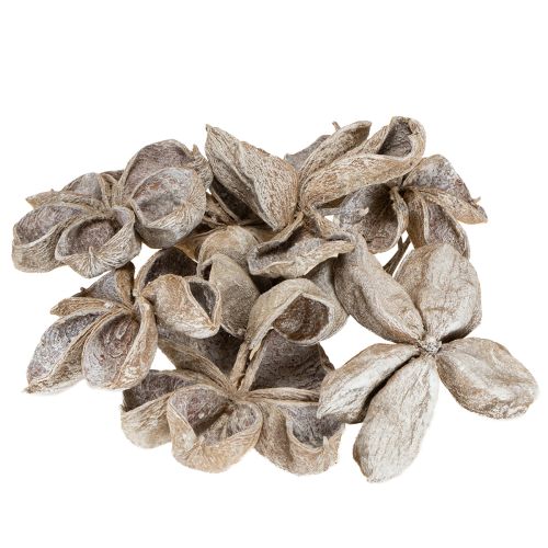 Artikel Landlotus Hvidvasket 6-12cm 50 stk