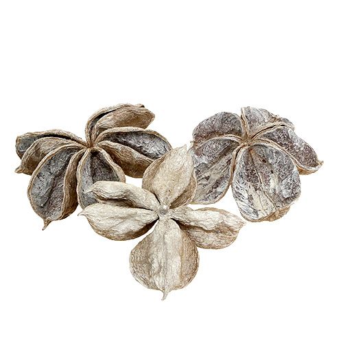 Floristik24 Landlotus hvidvasket 6-12cm 50 stk