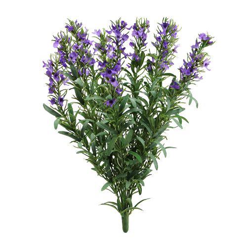 Floristik24 Lavendel busk 35cm