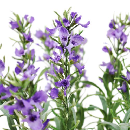Floristik24 Lavendel busk 35cm